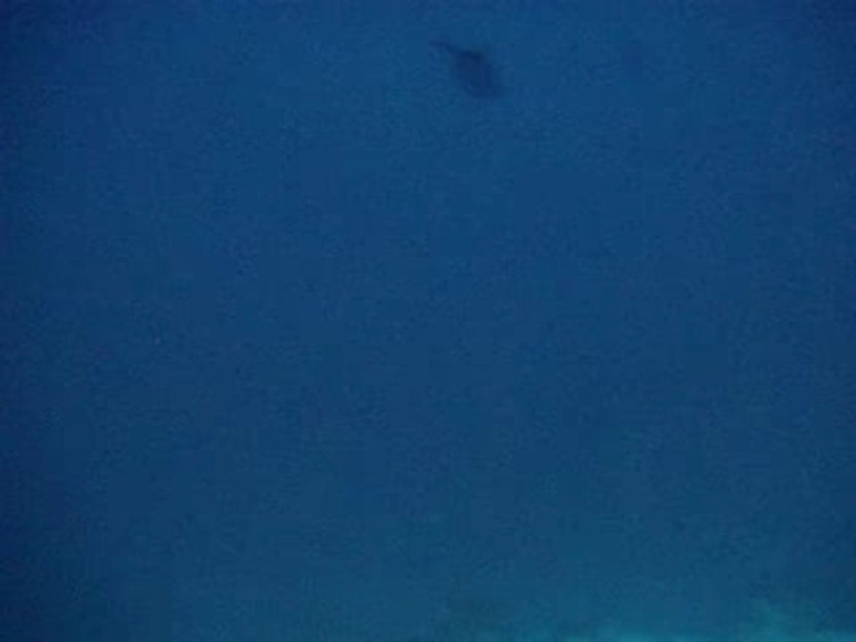 Requins Maldives