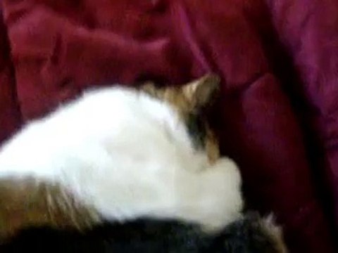 Snoring Cat's Adorable Wake Up