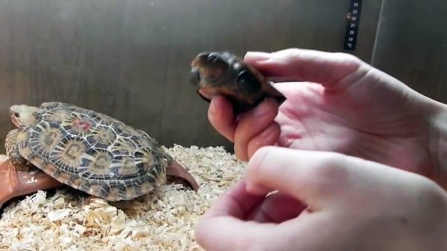 Как черепахи прячут голову в панцирь