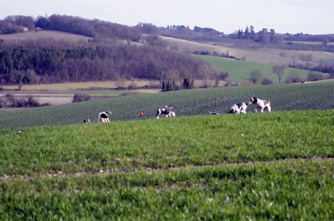 chasse liévre chiens courants suisse bernois