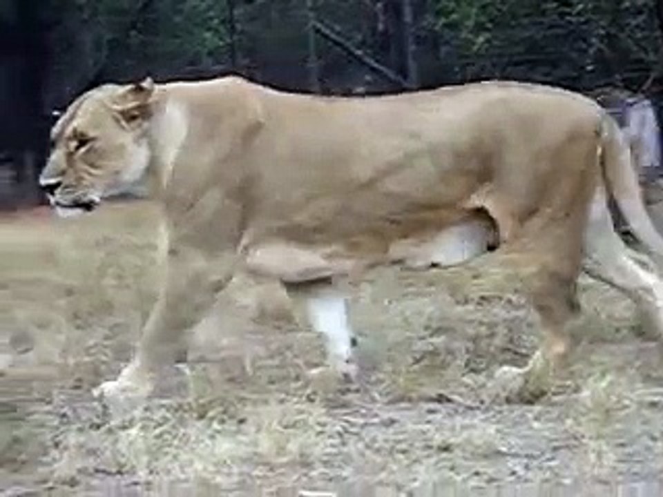 lions in love - South Africa