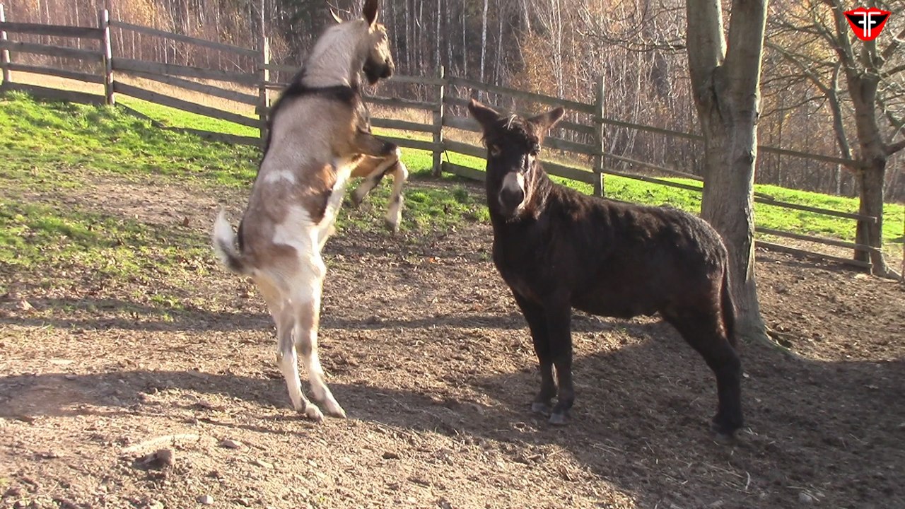 Goat VS donkey