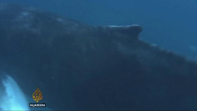 Competing interests in humpback whale protection status