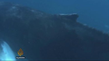 Competing interests in humpback whale protection status