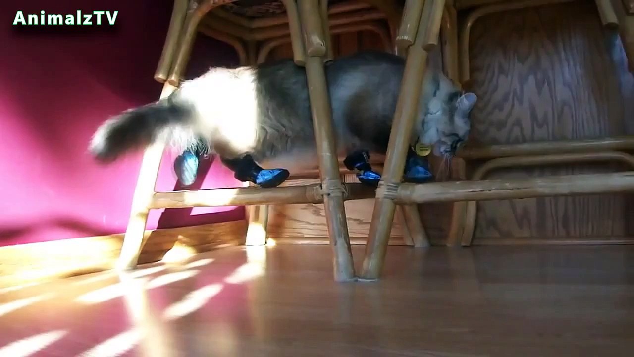 Funny Cats in Shoes Cats Wearing Boots in First TIme Compilation 2014