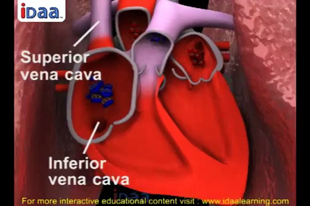 Blood circulation and heart beat in human body in 3D –biology -science – iDaalearning.com