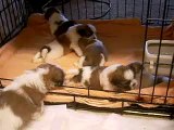 Shih Tzu puppies playing