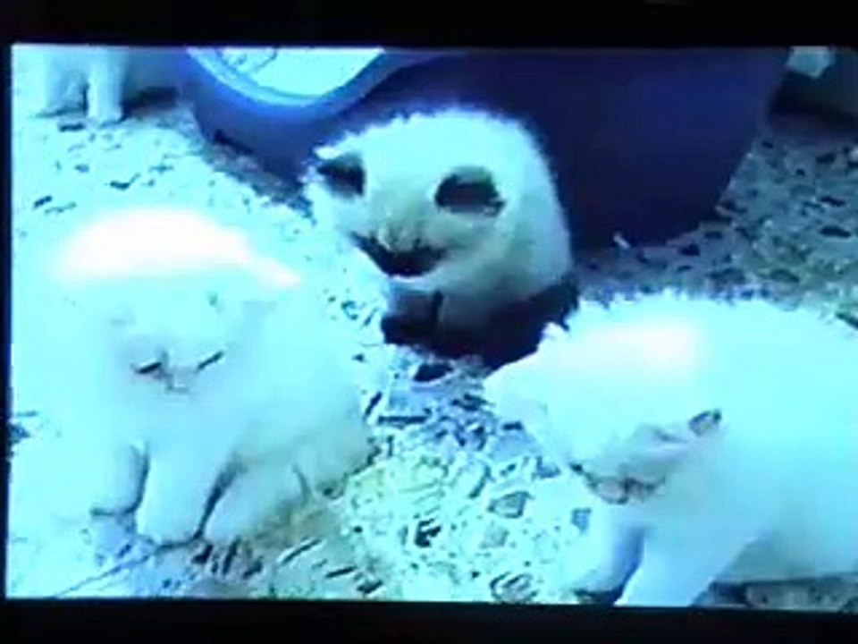 GATITOS BAILANDO