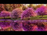 Nagy Elemér - A tavasz nagy csodája