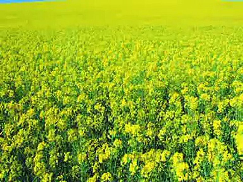 Solar Powered High Efficiency Irrigation System: PARC Innovation System from Fatehjang
