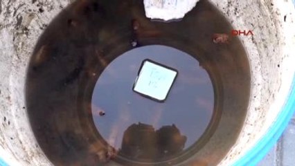 Çanakkale'de 5 Ton Kaçak Midye ve Deniz Patlıcanı Ele Geçirildi