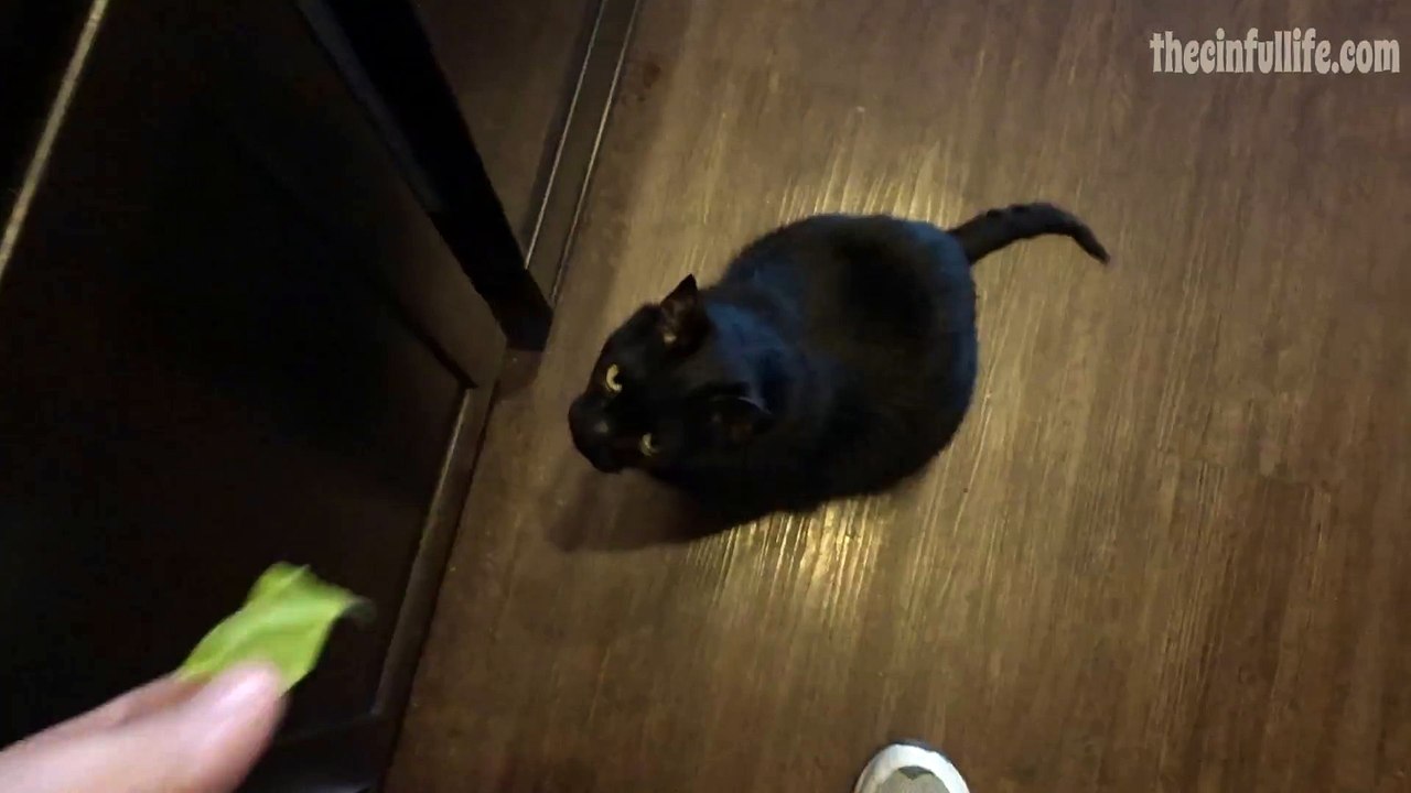 Mischief Loves Cabbage