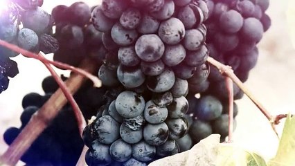 After Effects Project Files - Light Photo Logo - VideoHive 10302377