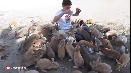 Guy Gets Smothered by Bunnies on Japan's Rabbit Island!