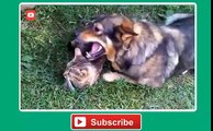 Cute Cats and Dogs Feeling Jealous Compilation 2014