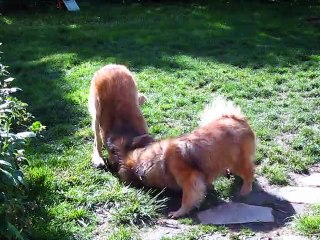 ortiedogs qui jouent ensemble 2