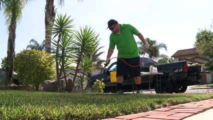 Ante la sequía, los californianos pintan su césped