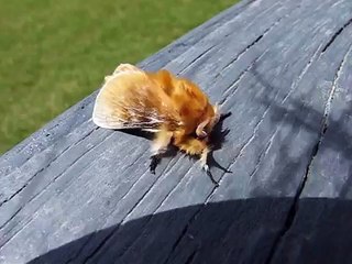 ♥ "Fuzzy yellow moth," Megalopyge opercularis, Clip # 083