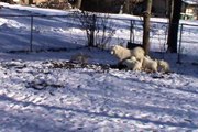 Samoyed Puppies In The Snow #1