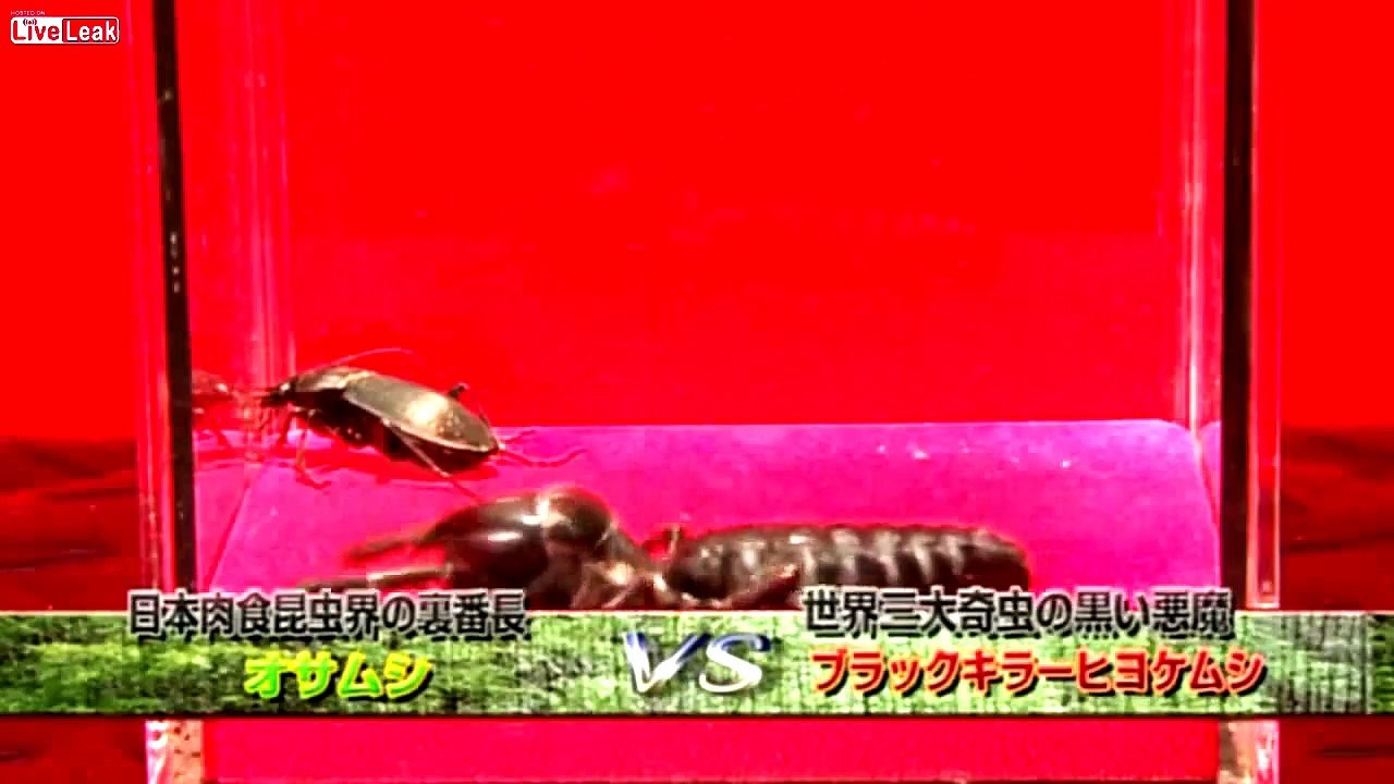 Camel Spider vs Beetle Barbel