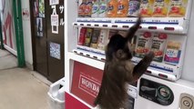 Monkey buys juice from vending machine and then drinks it.