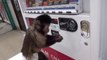 Un singe très intelligent achete une boisson à son propriétaire et lui rend la monnaie
