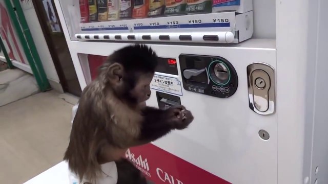 Un singe très intelligent achete une boisson à son propriétaire et lui rend la monnaie