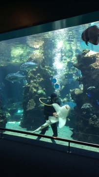 Un Requin très Câlin