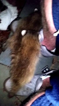 Baby racoons + Drunk guy = weird but cute moment