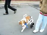Build-A-Dog-Wheelchair that is Adjustable