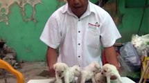 Venta de Hermosos Cachorros Schnauzer miniaturas Blancos
