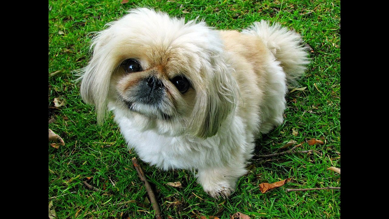 How To Potty Train A Pekingese Puppy - Pekingese House Training - Housebreaking Pekingese Puppies
