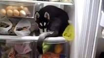 Buzdolabından başka yerde uyuyamayan yavru Sibirya kurdu Husky