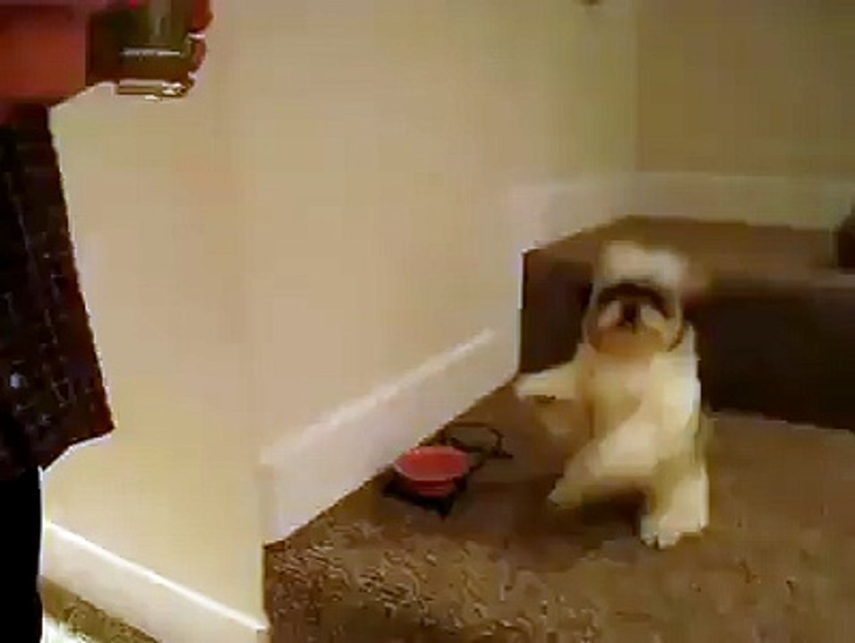 Cute Dog Before eating