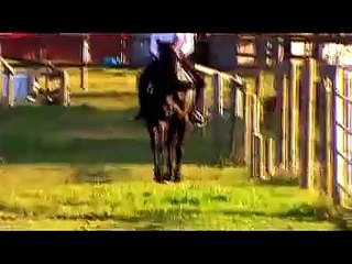 Stunning Black Hack Horse "Shadow"