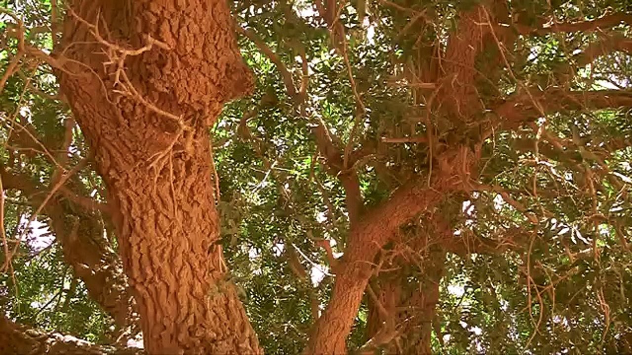 The Living Sahabi Tree | Short Documentary
