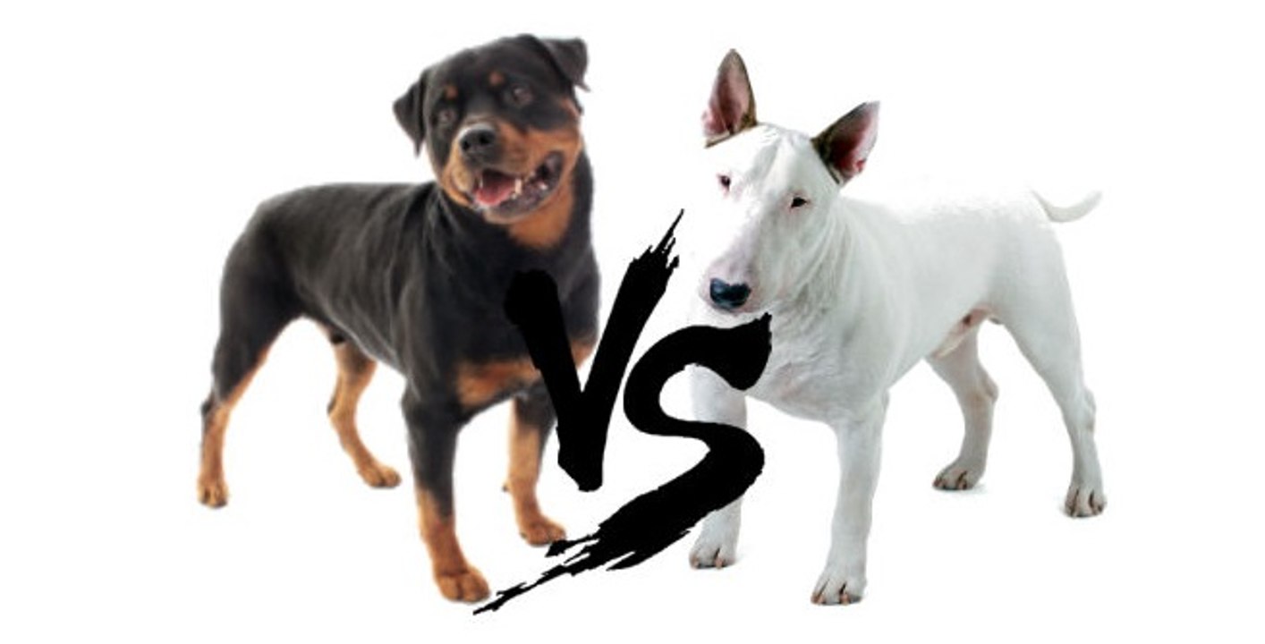 Bull Terrier vs Rottweiler - Dailymotion Video