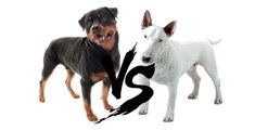 Bull Terrier vs Rottweiler