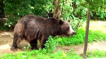 Bear in Wroclaw Zoo Niedźwiedź