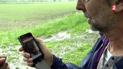 D'avril à juillet, attention aux attaques de rapaces