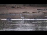 Heron Casually Surfs on a Hippo