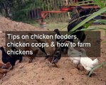 Optimizing chicken egg farming | Tips on feeding chickens for profitable chicken egg farming