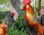 Basic tips on the care of chickens | How to take care of chickens and save money feeding chickens
