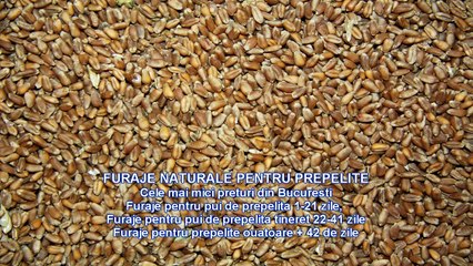 Furaje pentru prepelite Furaj pentru pui de prepelita Furaje pui de prepelita