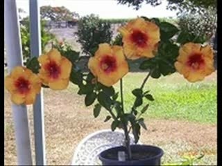 Aute ou Hibiscus Part 4