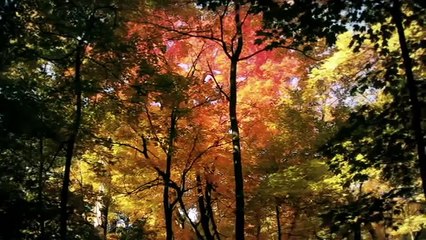 Sensorica - Sunlight Again (Wonderful Chill Out Music)