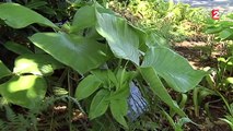 Lyon : des plantes rares dérobées dans un jardin botanique