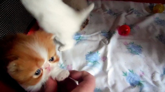 chatons persan de quatre semaines