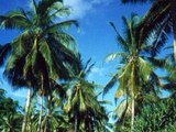 Futuna (Wallis et Futuna )