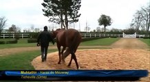 Le Haras du Mezeray - Route des Etalons 2011